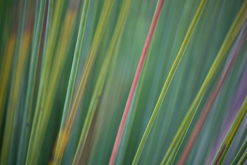 Grass tree abstract background