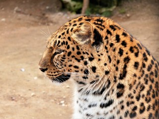 Leopard head profile.