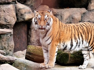 A tiger is standing in the aviary of the zoo.