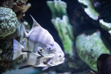 fishes in a marine aquarium.