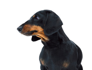 Black and tan miniature smooth dachshund