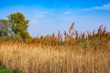 Schilf nahe Wiesbaden-Frauenstein/Wiesbaden 