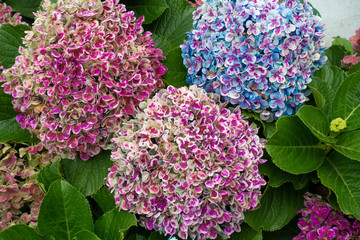 floral background with hortensia Hydrangea Sao Miguel, Azores Islands, Portugal