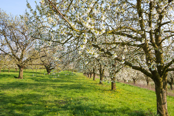 Fototapeta na wymiar Kirschblüte in Wiesbaden-Frauenstein/Deutschland an einem sonnigen Frühlingstag