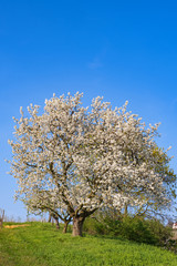 Naklejka premium Blühender Kirschbaum in Wiesbaden-Frauenstein/Deutschland an einem sonnigen Frühlingstag