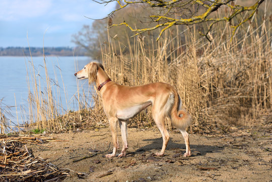 Saluki on a rural river bank background