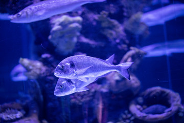 fishes in a marine aquarium.