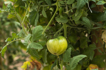 Fototapeta premium Tomate verte en plan rapproché sur pied du jardin bio