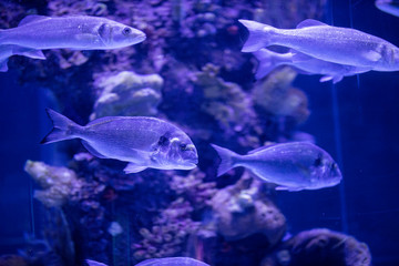 Naklejka premium fishes in a marine aquarium.