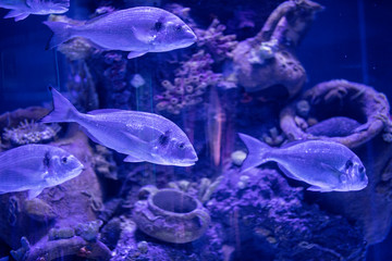 fishes in a marine aquarium.