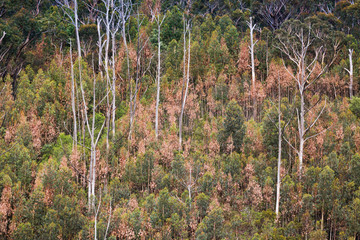 Burnt and unburnt bushland of Blue Mountains after bush fires