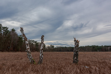 Pniaki w polu © Dariusz