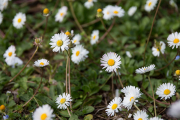 Daisies