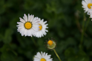 Obraz premium Daisies