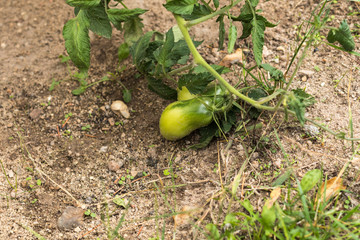 Obraz premium Tomate verte en plan rapproché sur pied du jardin bio