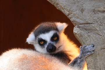 Obraz premium 木の中のワオキツネザル