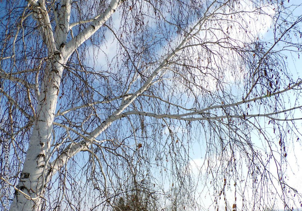 Wall mural Birch tree. Birch branches. National Russian tree. Russian birch. The background of the birch on blue sky. Branches of a dry tree . nature of Russia.