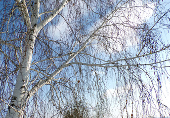 Fototapeta na wymiar Birch tree. Birch branches. National Russian tree. Russian birch. The background of the birch on blue sky. Branches of a dry tree . nature of Russia.