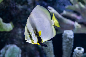 Fototapeta na wymiar fish in a marine aquarium