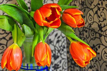 Beautiful red tulips on a vintage gray background.Red tulips with a yellow border on the petals. Close-up