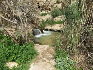 Uferbereich im Wadi Qelt