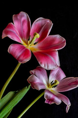  wilted pink tulips on a black background