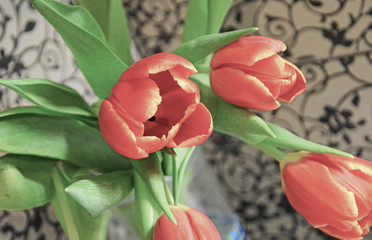 Beautiful red tulips on a vintage gray background.Red tulips with a yellow border on the petals. Close-up