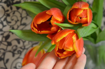 Beautiful red tulips on a vintage gray background.Red tulips with a yellow border on the petals. Close-up