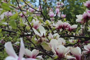 Magnolia
