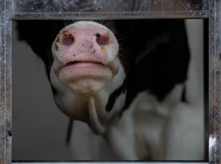 Funny little cow's nose