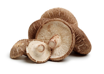 Shiitake mushroom on the White background 