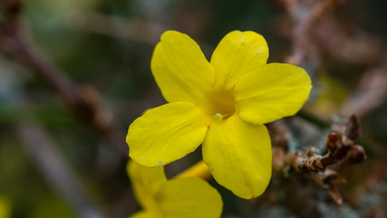 Fototapeta na wymiar Yellow Jasmine