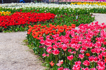 Colorful tulips in individual clubs in a flower garden or farm. spring flowers