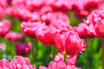 Closeup of pink tulips flowers with green leaves in the park outdoor.