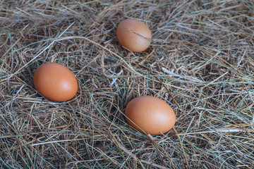 A few chicken eggs on fresh dry hay. Easter composition