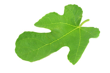 Fig leaf isolated on white background. top view