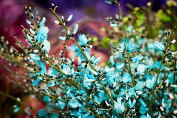 twigs with blue flowers