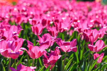 Closeup of pink tulips flowers with green leaves in the park outdoor.