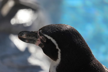 フンボルトペンギンの顔アップ