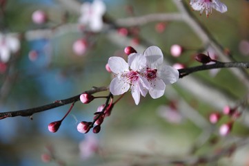 cherry blossom
