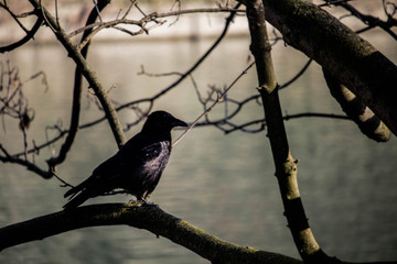 crow on a branch