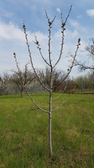 Young fruit tree with branches in shape of menorah. Rural landscape with green lawn and seedlings with blue sky and white clouds. Springtime nature of countryside.