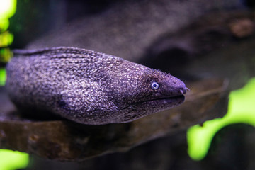 moray eel in a marine aquarium