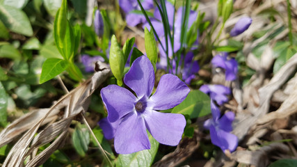 Blue flowers in the garden. Closeup of flower named blue vinca. Vibrant violet petals of Vinca...