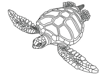 Fototapeta premium Vector illustration for coloring book. Realistic design. Sea turtle. Marine inhabitants. Children's illustration.