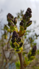 Purple buds of lilac inflorescence on bush branch. Closeup of blooming sprouts of lilac flowers. Freshness of springtime.