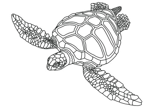 Sea turtle. Realistic, artistic, colored... - Stock Illustration  [101694010] - PIXTA