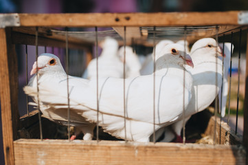 Beautiful birds locked up. White domestic pigeons sit in a makeshift wooden cage. Photography, concept. Wedding surprise.