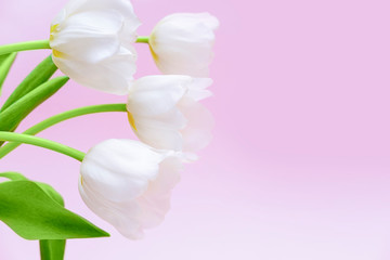 White fresh tulips in glass vase isolated on pink background. Woman's Day, Happy birthday greeting card, flower shop concept. Copy space. Studio shot