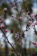 blooming cherry tree in spring